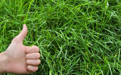 Change ton alimentation, sauve la planète : le guide inattendu