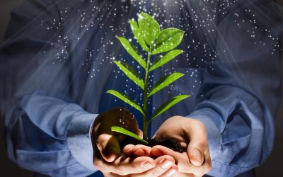 Les plantes qui murmurent : la communication secrète des forêts