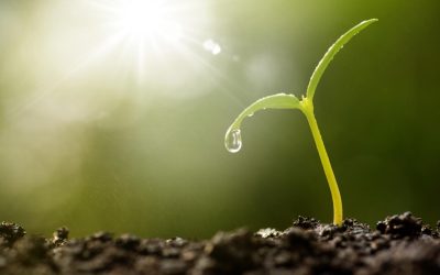 Écolo, mais pas idiot : les gestes verts qu’on vous a bien trop vendus
