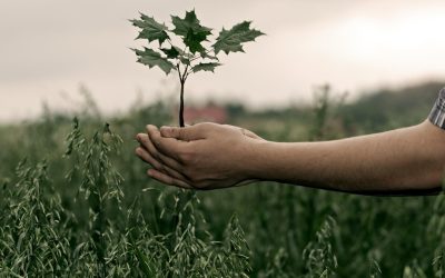Peut-on être écolo et vivre en ville ? Les paradoxes insolubles
