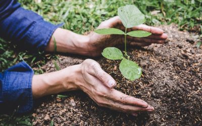 Lutter pour l&rsquo;avenir de notre planète : Les enjeux de l&rsquo;écologie