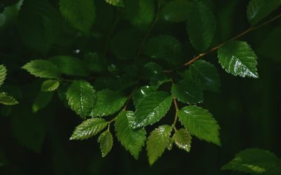 Les insectes, nos héros méconnus dans la lutte contre le réchauffement climatique