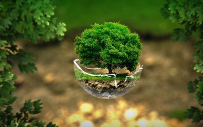 Quand les plantes parlent : la communication secrète des arbres révélée