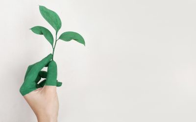 Écologie : Comment les abeilles peuvent-elles influencer la musique classique ?