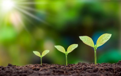 Quand les plantes se rebellent : la résistance silencieuse des végétaux face à la pollution