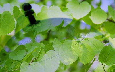 Quand vos vêtements deviennent des forêts: Transformez votre dressing en action écologique radicale