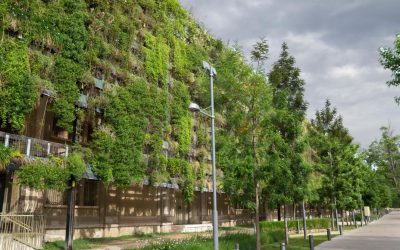 Ces espèces qui manipulent le climat mieux que nous